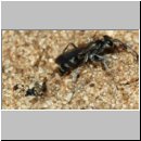 Pompilus cinereus - Wegwespe w55b mit Wolfsspinne welche in ein flaches Scheinnest verbuddelt wird - Sandgrube OS-Wallenhorst.jpg